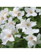 Жасмин садовый (Чубушник) "Бель Этуаль", туба, 1 шт, Весна 2026 10369751