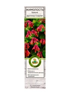 Жимолость Брауна Дропмор Скарлет, туба, 1 шт., Весна 2026 - Фото 2