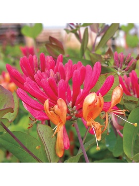 Жимолость Гекротта, туба, 1 шт, Весна 2026 10369762