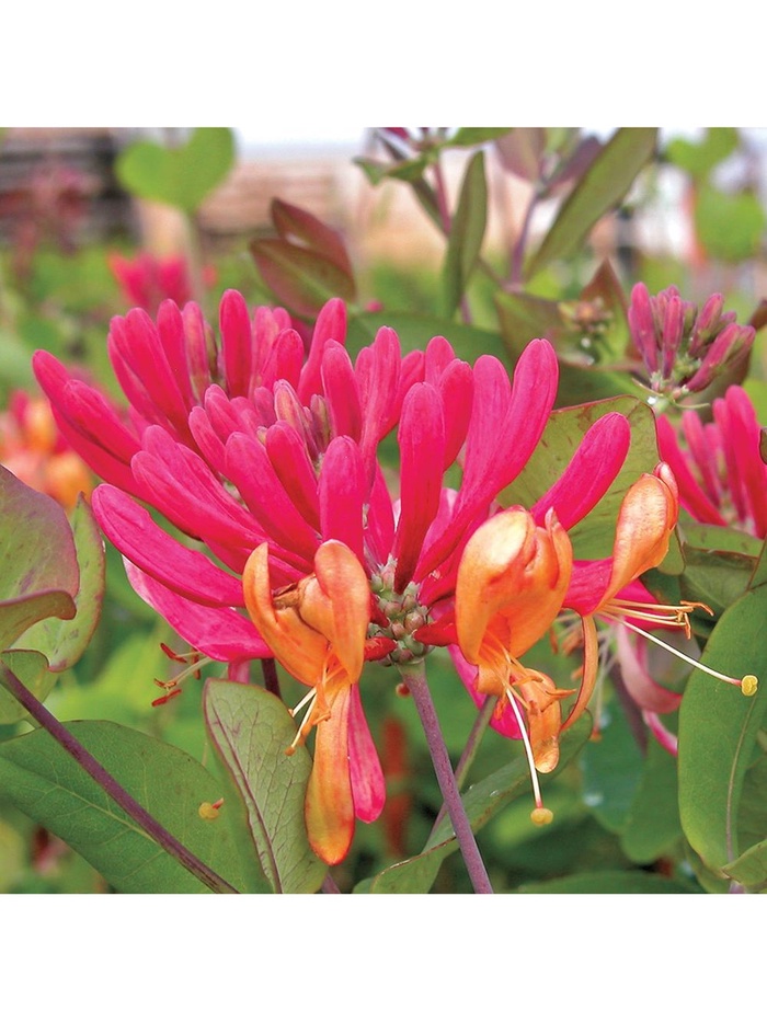 Жимолость Гекротта, туба, 1 шт., Весна 2026