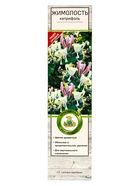 Жимолость каприфоль, туба, 1 шт., Весна 2025 - Фото 2