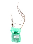 Жимолость каприфоль, туба, 1 шт., Весна 2025 - Фото 4