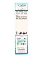 Лапчатка кустарниковая "Ловели Пинк", туба, 1 шт, Лето 2025 - фото 41350777