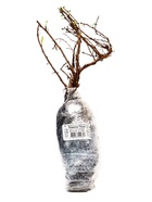 Лапчатка кустарниковая "Ловели Пинк", туба, 1 шт, Лето 2025 - фото 41350778