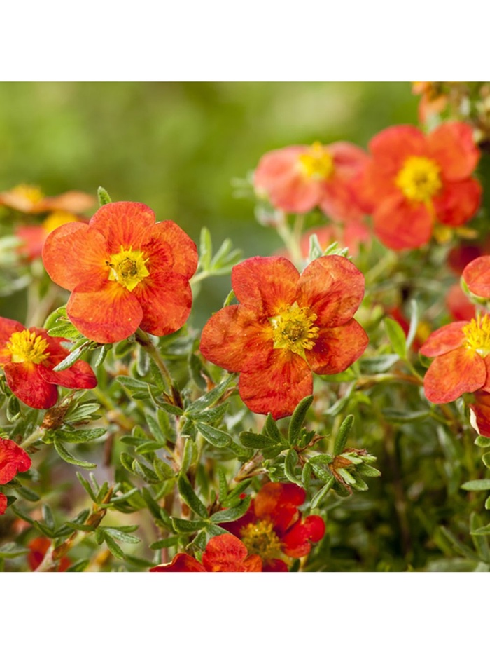 Лапчатка кустарниковая "Мэрион Ред Робин", туба, 1 шт, Весна 2025 - Фото 1