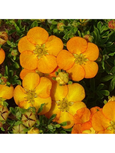 Лапчатка кустарниковая Люкс Белла Эппл, туба, 1 шт., Весна 2026