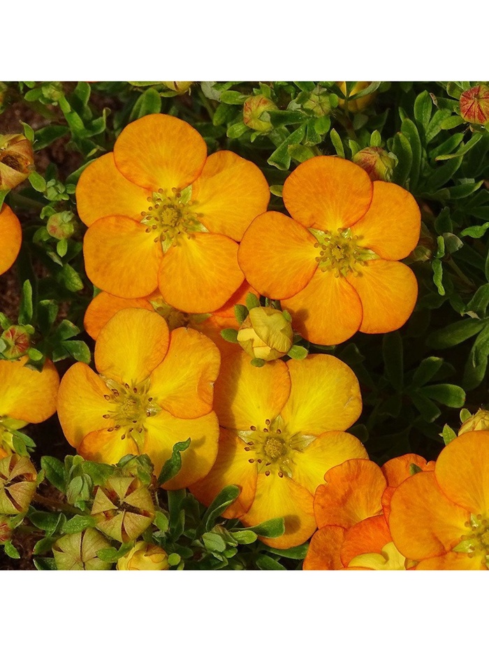 Лапчатка кустарниковая Люкс Белла Эппл, туба, 1 шт., Весна 2026 - Фото 1