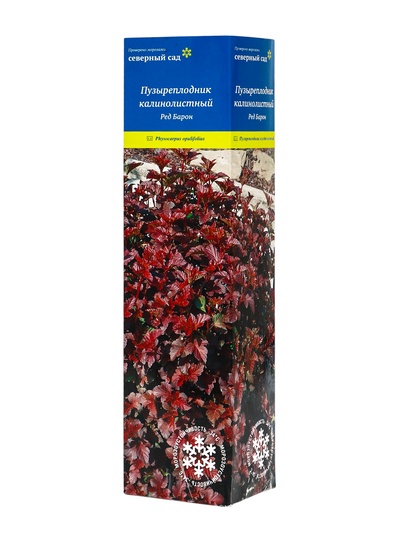 Пузыреплодник калинолистный «Ред Барон», туба, 1 шт., Весна 2025