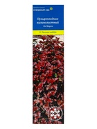 Пузыреплодник калинолистный «Ред Барон», туба, 1 шт., Весна 2025 - Фото 2