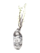 Пузыреплодник калинолистный «Ред Барон», туба, 1 шт., Весна 2025 - Фото 4