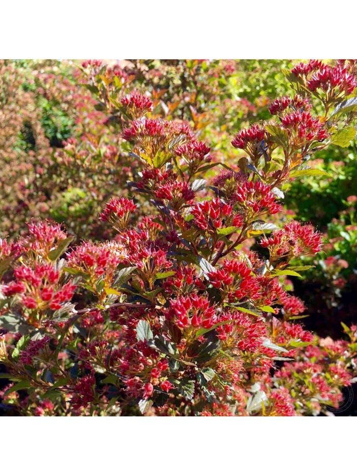 Пузыреплодник калинолистный Люкс Свит Черри Ти, туба, 1 шт., Весна 2026