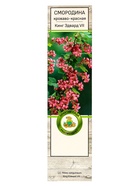 Смородина кроваво-красная «Кинг Эдвард VII», туба, 1 шт. - фото 41350788