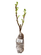 Смородина кроваво-красная «Кинг Эдвард VII», туба, 1 шт. - фото 41350790