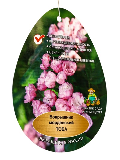 Боярышник морденский Тоба туба, 1 шт. Весна 2026