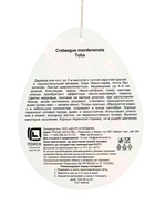 Боярышник морденский Тоба туба, 1 шт. Весна 2026 - Фото 2