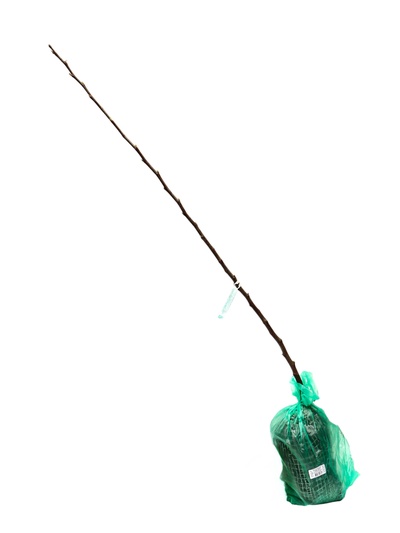 Яблоня декоративная «Бренди Мэждик», подвой семенной, туба, 1 шт., Весна 2026, «ПОИСК»