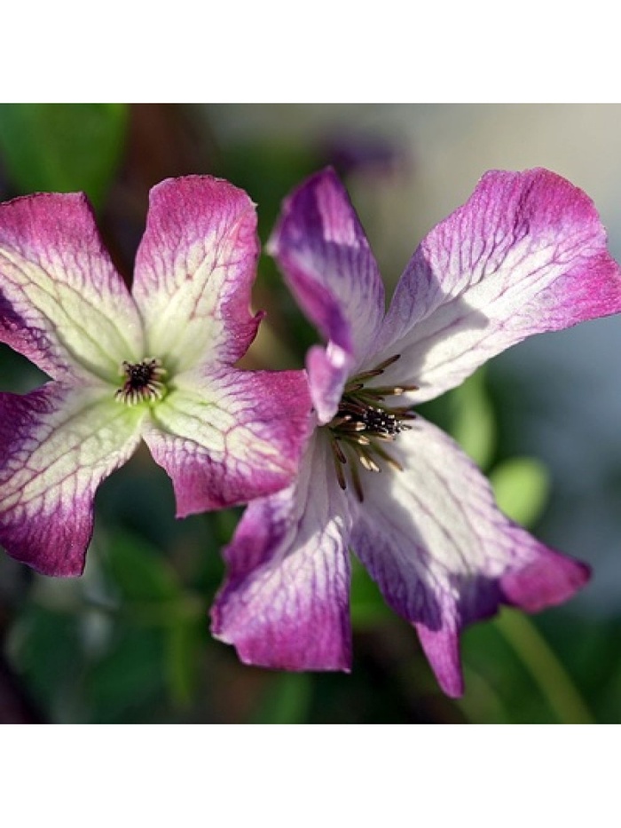 Клематис ботанический Минуэт, капер, 1 шт., Весна 2026