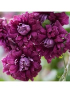 Клематис ботанический "Пурпуреа Плена Элеганс", капер, 1 шт, Весна 2025 - Фото 1