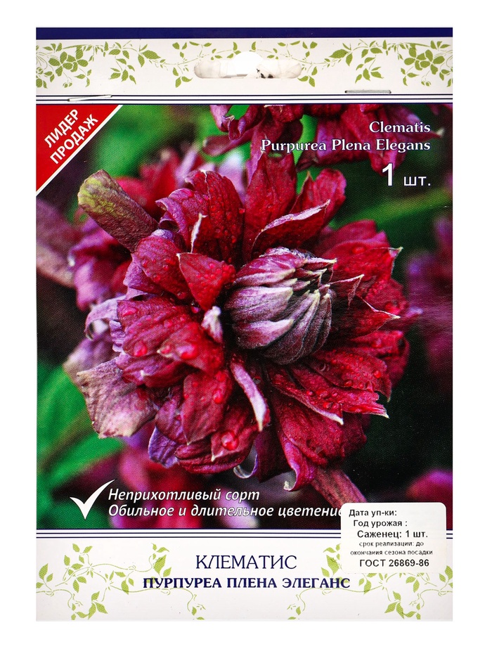 Клематис ботанический "Пурпуреа Плена Элеганс", капер, 1 шт, Весна 2025 - Фото 1