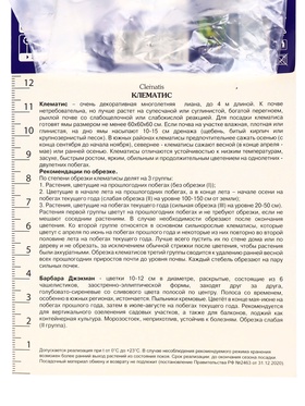 Клематис крупноцветковый "Барбара Джэкман", капер, 1 шт, Весна 2025