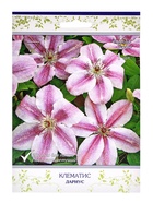 Клематис крупноцветковый Дариус, капер, 1 шт., Весна 2026 - Фото 1