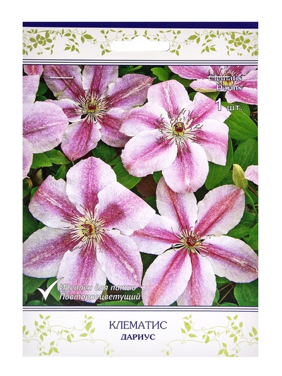 Клематис крупноцветковый Дариус, капер, 1 шт., Весна 2026