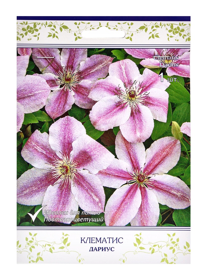 Клематис крупноцветковый Дариус, капер, 1 шт., Весна 2026 - Фото 1