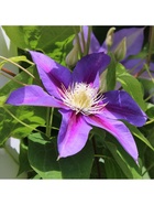 Клематис крупноцветковый Джордж Джекмен, капер, 1 шт., Весна 2026  (артикул 10369872)  большой выбор товаров оптом и в розницу по низким ценам с доставкой