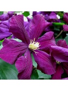 Клематис крупноцветковый Жакмани, капер, 1 шт., Весна 2026  (артикул 10369876)  большой выбор товаров оптом и в розницу по низким ценам с доставкой