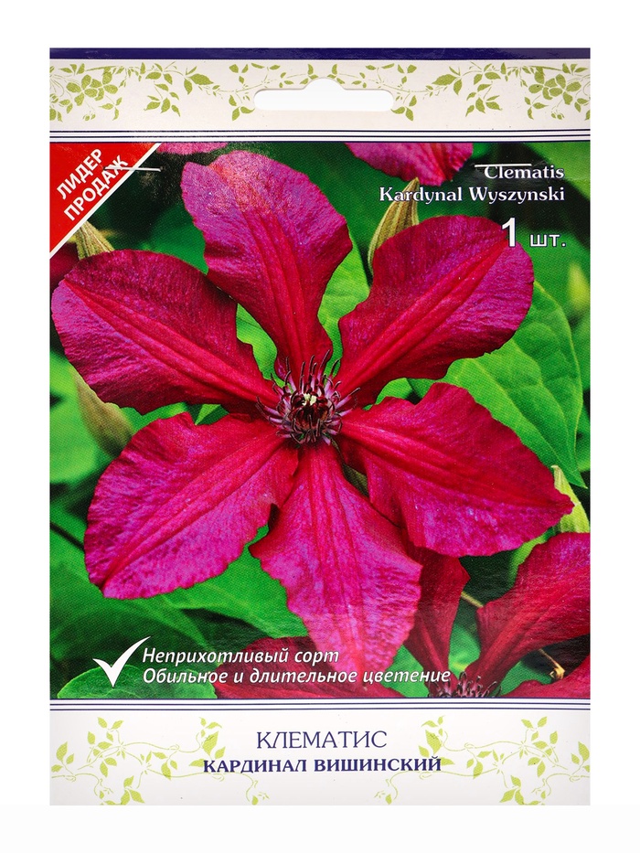 Клематис крупноцветковый «Кардинал Вишинский», капер, 1 шт., Весна 2026, «ПОИСК»