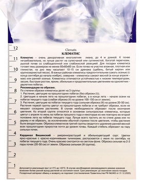 Клематис крупноцветковый "Кардинал Вишинский", капер, 1 шт, Лето 2025