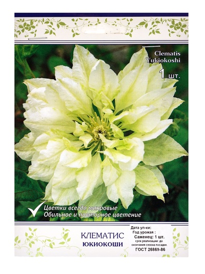Клематис крупноцветковый Юкиокоши, капер, 1 шт., Весна 2026