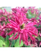 Клематис крупноцветковый Люкс Розалин, капер, 1 шт., Весна 2026  (артикул 10369967)  большой выбор товаров оптом и в розницу по низким ценам с доставкой