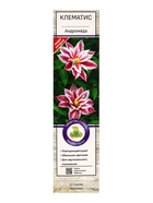 Клематис крупноцветковый "Андромеда", туба, 1 шт, Лето 2025 - фото 41487352