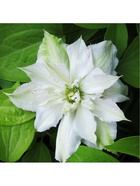 Клематис крупноцветковый «Мать Сиедлиска», туба, 1 шт. - Фото 1