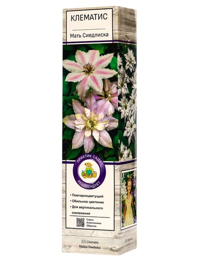 Клематис крупноцветковый «Мать Сиедлиска», туба, 1 шт.