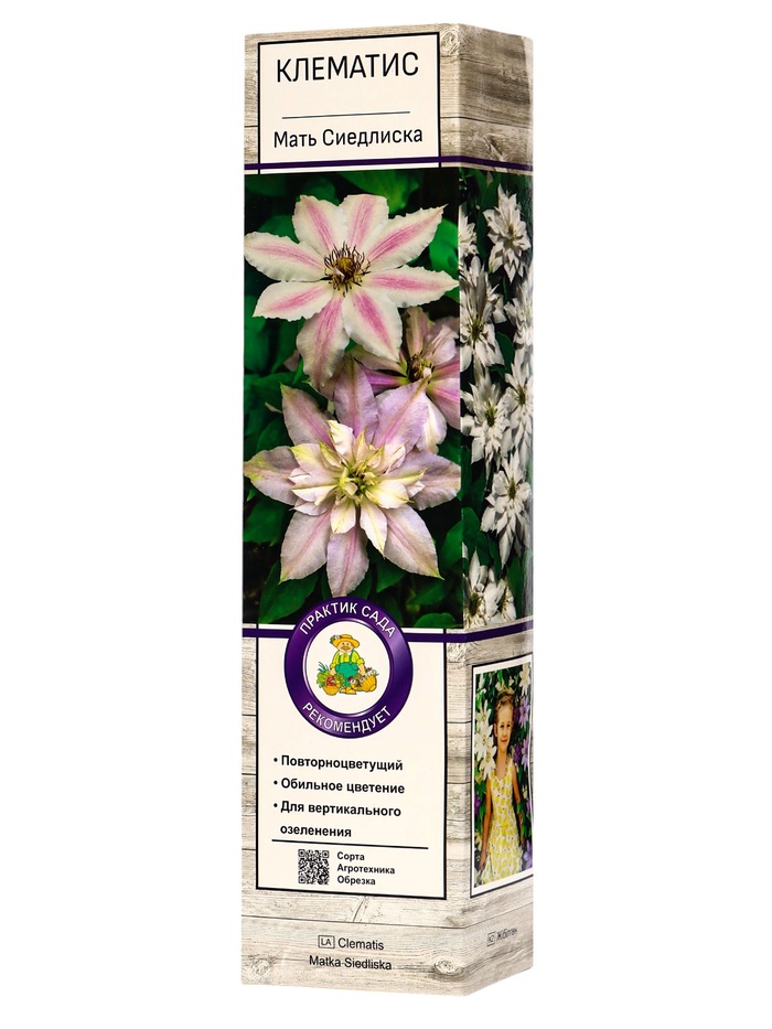 Клематис крупноцветковый «Мать Сиедлиска», туба, 1 шт. - Фото 1