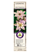 Клематис крупноцветковый «Мать Сиедлиска», туба, 1 шт. - Фото 2