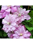 Клематис крупноцветковый Люкс "Инносент Блаш", туба, 1 шт, Весна 2025  (артикул 10370019)  большой выбор товаров оптом и в розницу по низким ценам с доставкой