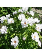 Пион древовидный Белый Феникс, туба, 1 шт., Весна 2026  (артикул 10370029)  большой выбор товаров оптом и в розницу по низким ценам с доставкой