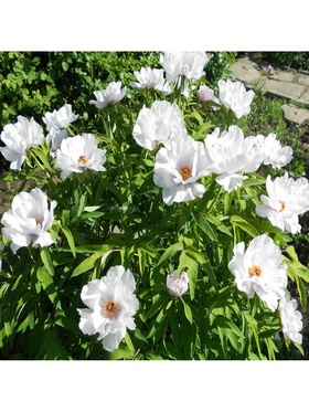 Пион древовидный Белый Феникс, туба, 1 шт., Весна 2026