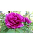 Пион древовидный Глубокое синее море, туба, 1 шт., Весна 2026  (артикул 10370032)  большой выбор товаров оптом и в розницу по низким ценам с доставкой