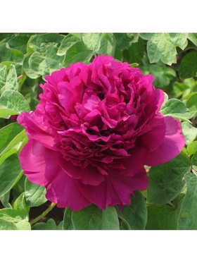 Пион древовидный 