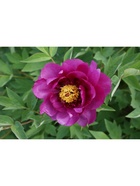 Пион древовидный Пурпурная ночь, туба, 1 шт., Весна 2026  (артикул 10370035)  большой выбор товаров оптом и в розницу по низким ценам с доставкой