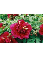 Пион древовидный Юник краун, туба, 1 шт., Весна 2026  (артикул 10370036)  большой выбор товаров оптом и в розницу по низким ценам с доставкой