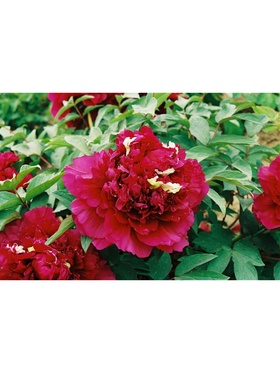 Пион древовидный Юник краун, туба, 1 шт., Весна 2026