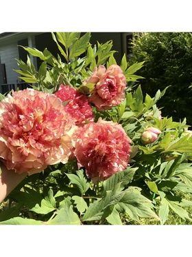 Пион древовидный Люкс Кинко, туба, 1 шт., Весна 2026