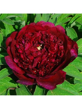 Пион древовидный Люкс Черный Лоск, туба, 1 шт., Весна 2026