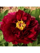 Пион древовидный Люкс Эмбелиш Инк, туба, 1 шт., Весна 2026  (артикул 10370039)  большой выбор товаров оптом и в розницу по низким ценам с доставкой