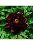 Пион древовидный Люкс Эрли Блэк, туба, 1 шт., Весна 2026  (артикул 10370041)  большой выбор товаров оптом и в розницу по низким ценам с доставкой